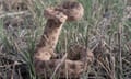 A Prairie Rattlesnake in a defensive position.