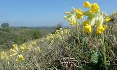 A bank of cowslips, Deep Dale