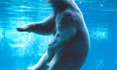 Thomas Hoepker's photograph of Gus the polar bear in Central Park Zoo, New York, 1993. Gus is suspended in blue water in his tank.