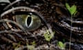 Close up of a saltwater crocodile's eye in the Mangroves