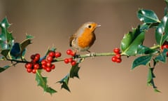 Robin (Erithacus rubecula) feeding on holly berries.