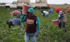 Farm workers in protective gear pick produce in a field