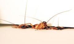 Three cockroaches squeeze though a 3mm crevice under a room door