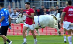 The bull runs riot among Catalans Dragons players before the Super League game at Stade Gilbert Brutus field.