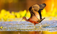 A brown-coloured glossy ibis on the banks lit up in sunset light.