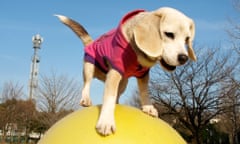 Purin the Japanese beagle