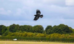 A chough flying above a field