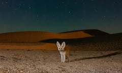 Captured crisply on night-time adventures … the fennec fox. 