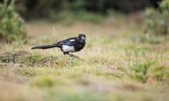 Magpie