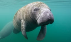 Manatee in Crystal River<br>A manatee swims just below the surface in Crystal River, Florida.