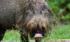 A bearded pig on Borneo.