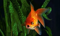 A goldfish swimming around aquatic plants