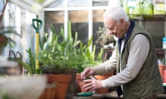 Senior man working in a greenhouse<br>Senior man, aged 78,  gardening in a greenhouse