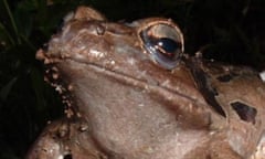 Closeup of a mountain chicken frog that is sick with chytridiomycosis.