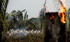 Cattle are seen amid smoke from a burning tract of the Amazon jungle as it is cleared by loggers and farmers in Apui, Amazonas state, Brazil September 3, 2019. REUTERS/Bruno Kelly