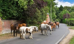 New Forest ponies on a road