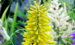 Kniphofias