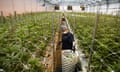 big greenhouse full of marijuana plants and a worker with a big bucket