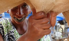 Woman milking cow