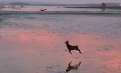 Deer skips across Poole harbour