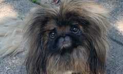 Leo the Peke