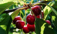 Cherries