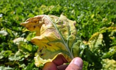 Hand holds a shrivelled beet leaf against a background of growing sugar beet