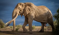 One of the largest elephant in in the world. Craig the super tusker just outside Amboseli national park in Kenya.