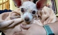 In this image provided by Judith Monarrez, her pet dog Gizmo is seen cradled in her arms, Sunday, July 21, 2024. Monarrez was reunited with the dog on July 17, 2024, more than nine years after it went missing in Las Vegas. (Judith Monarrez via AP)