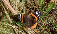 Red admiral butterfly (Vanessa atalanta), at Slufters Inclosure, New Forest.