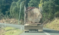 Single-rider log from a downed giant native tree, a eucalyptus regnans, trucked out of the Florentine Valley.