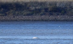 A beluga whale in the River Thames