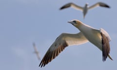 Northern gannets in the air