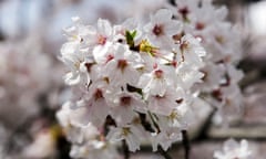 Cherry blossoms full bloom in Tokyo<br>epa05891417 A close up of cherry blossoms in full bloom in Tokyo, Japan, 06 April 2017. Temperatures rose to 21.9 degrees Celsius, highest temperature this year. EPA/KIMIMASA MAYAMA