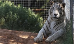 FILE- In this Wednesday, Aug. 28, 2013, file photo, one of the tigers living at the Greater Wynnewood Exotic Animal Park is pictured at the park in Wynnewood, Okla. The operator of the zoo Jeff Lowe, that was featured on "Tiger King," and his wife are willing to give up all their big cats to resolve a U.S. Justice Department civil complaint against them over animal care. (AP Photo/Sue Ogrocki, File)