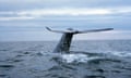 Blue Whale<br>A blue whale lifts its tail in the air designating a longer and deeper dive.