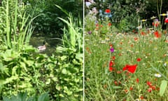 The Barbican's wildlife garden.