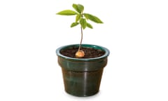 Still life shot of an avocado stone which has sprouted in a plant pot