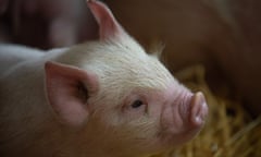 Picture By Jim Wileman - The Rare Breed Pig Weekend, at The Lost Gardens Of heilgan, Cornwall, UK. Middle White's