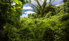 Inosi Ravisa wading through Merremia peltata towards his breadfruit trees which have also become engulfed by the vine