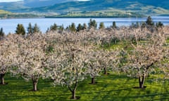 Life is a bowl of cherries in Tom Lake.