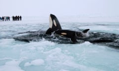 Two killer whales surface through the ice. A dozen orcas were trapped and facing near-certain death in the frozen expanse of Canada’s Hudson Bay until they managed to break free, much to the relief of local people and the many thousands monitoring their plight online.