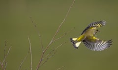 Greenfinch in flight