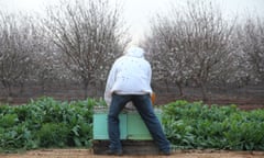 A beekeeper tends to hives beside almond trees on a farm near Griffith, NSW