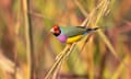 Gouldian Finch eating gamba seed. Lee Point , Darwin. Australia