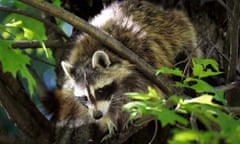 A raccoon  – not Meeko