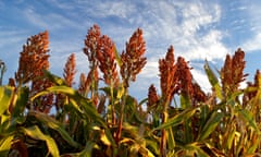 Sorghum crop