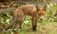 fox in garden