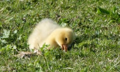 Spring baby geese<br>spotted on the 27th March in Voorschoten, The Netherlands - Gerrie Stegehuis
