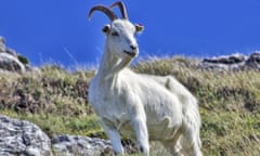 King of the Great Orme